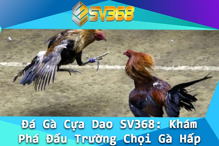 Da Ga Cua Dao SV368 Kham Pha Dau Truong Choi Ga Hap Dan